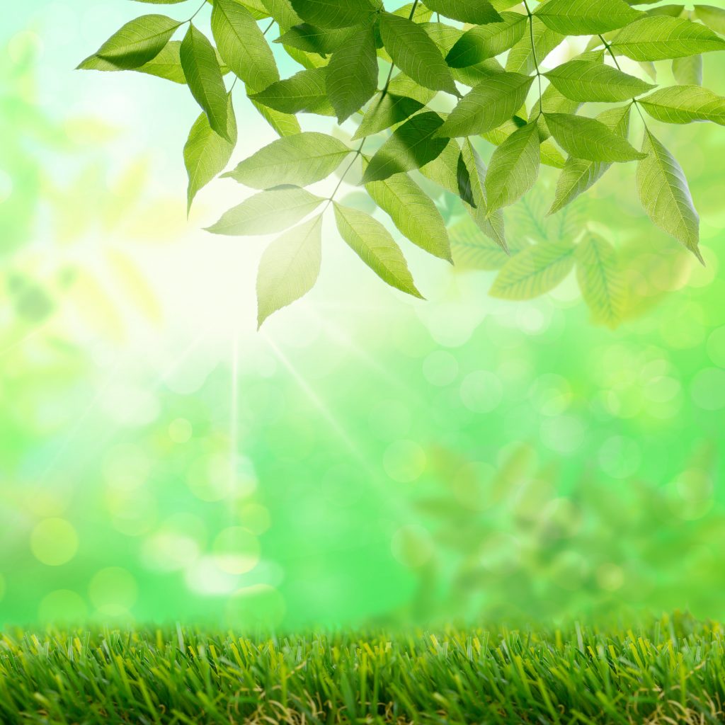 Hintergrundbild Grüner Wald